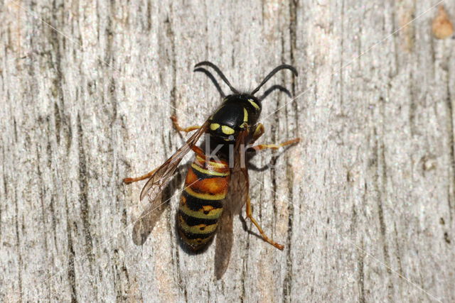 Rode Wesp (Vespula rufa)