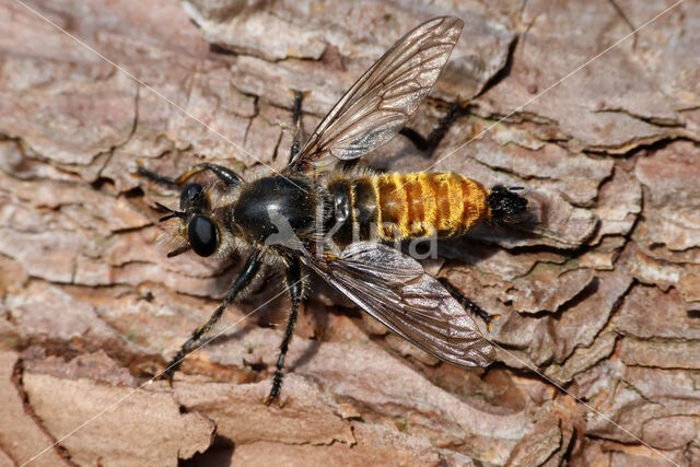 gouden dennenstamjager (choerades ignea)