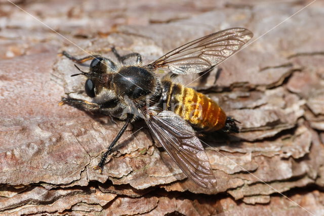 gouden dennenstamjager (choerades ignea)