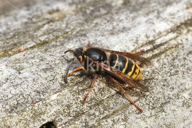 Middelste wesp (Dolichovespula media)