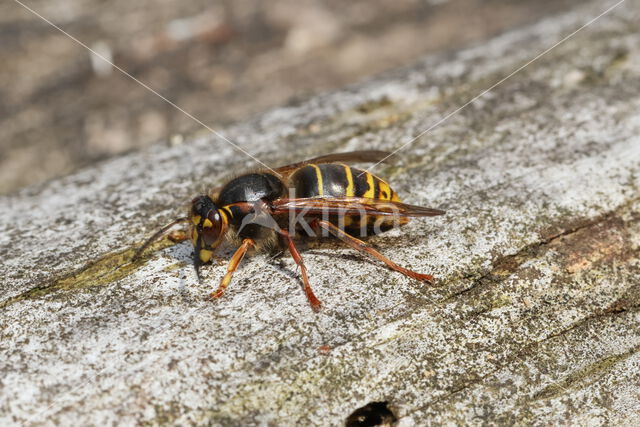 Middelste wesp (Dolichovespula media)