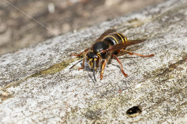 Middelste wesp (Dolichovespula media)