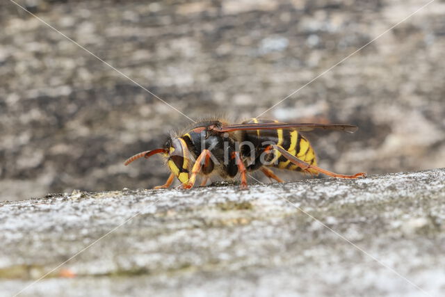 Middelste wesp (Dolichovespula media)