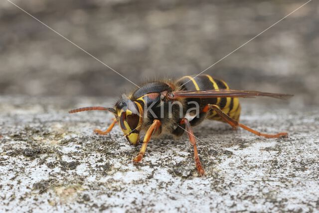 Middelste wesp (Dolichovespula media)