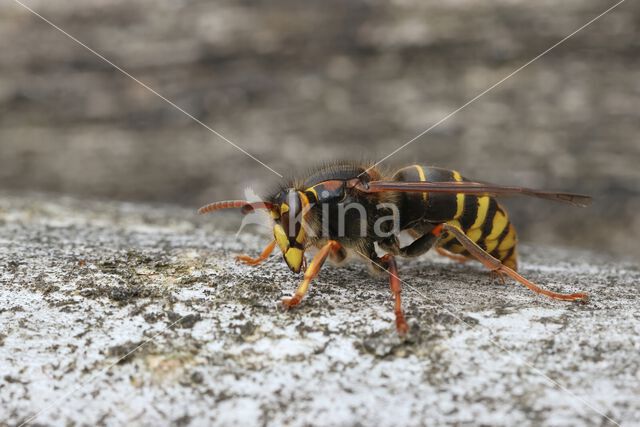 Middelste wesp (Dolichovespula media)