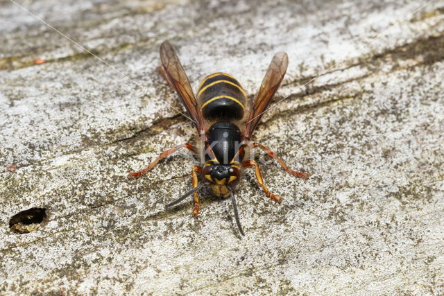 Middelste wesp (Dolichovespula media)