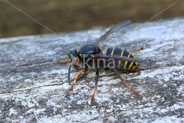 Middelste wesp (Dolichovespula media)