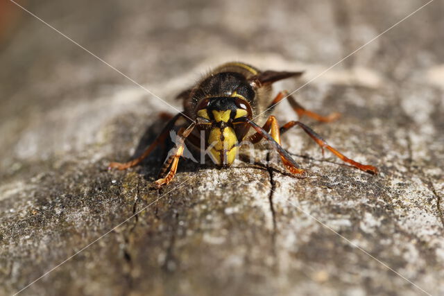 Middelste wesp (Dolichovespula media)