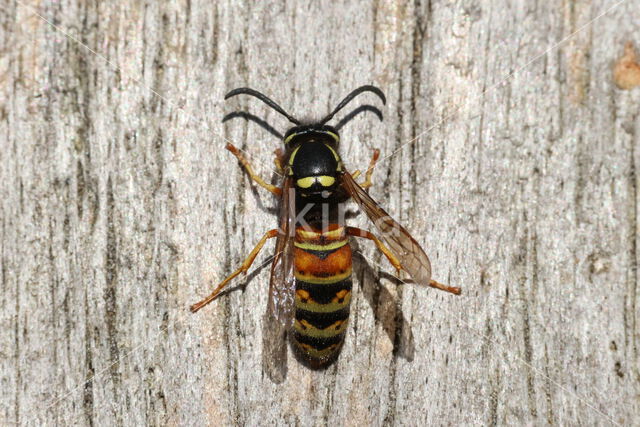 Rode Wesp (Vespula rufa)