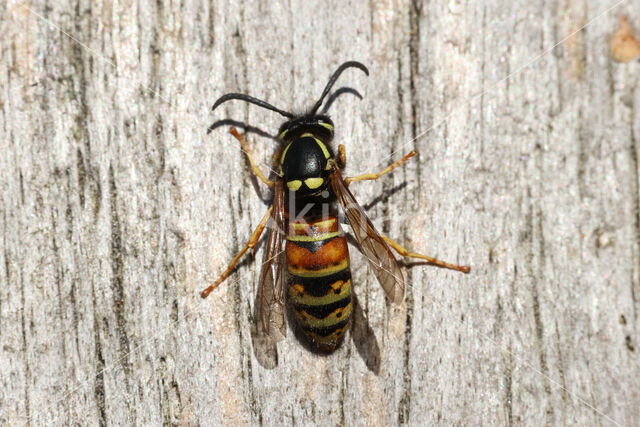 Rode Wesp (Vespula rufa)