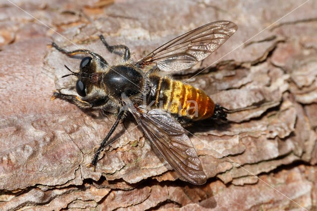 gouden dennenstamjager (choerades ignea)