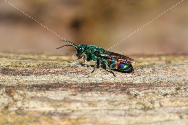 regenbooggoudwesp (chrysis equestris)