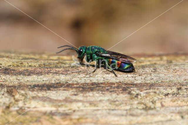 regenbooggoudwesp (chrysis equestris)