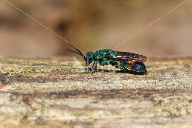 regenbooggoudwesp (chrysis equestris)