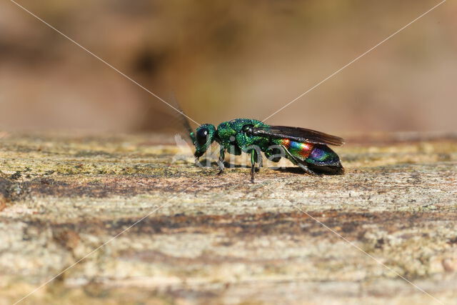 regenbooggoudwesp (chrysis equestris)