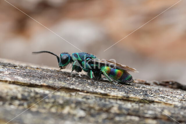 regenbooggoudwesp (chrysis equestris)