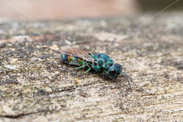 regenbooggoudwesp (chrysis equestris)