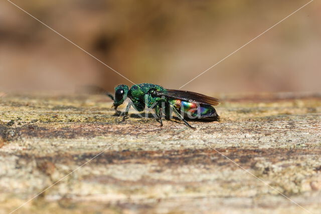 regenbooggoudwesp (chrysis equestris)