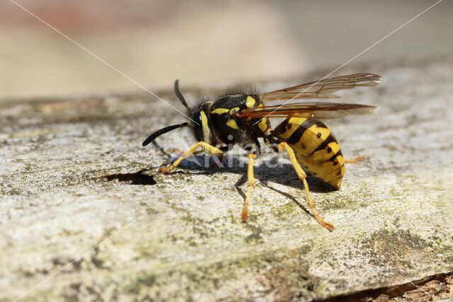 Duitse wesp (Vespa germanica)