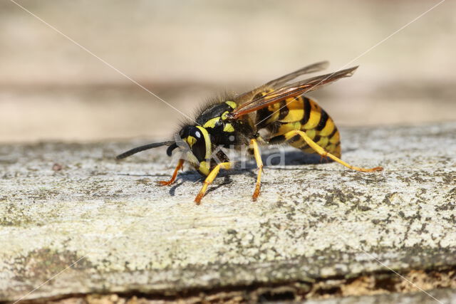 Duitse wesp (Vespa germanica)