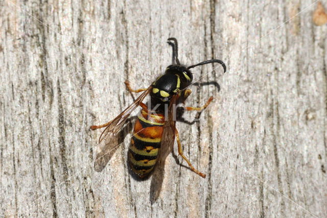 Rode Wesp (Vespula rufa)