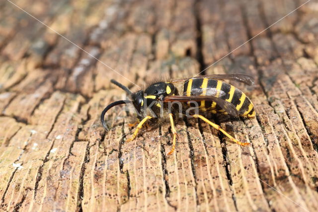 Saksische Wesp (Dolichovespula saxonica)