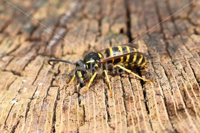 Saksische Wesp (Dolichovespula saxonica)