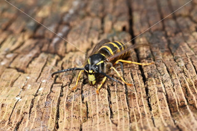 Saksische Wesp (Dolichovespula saxonica)