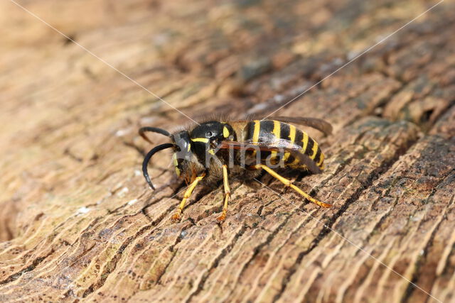 Saksische Wesp (Dolichovespula saxonica)