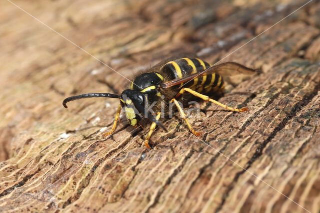 Saksische Wesp (Dolichovespula saxonica)