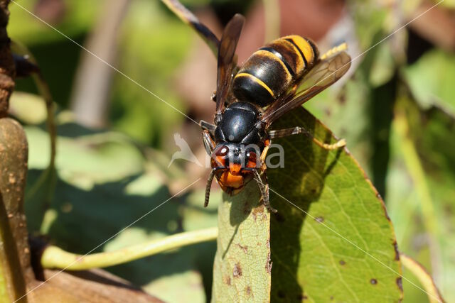 vespa velutina