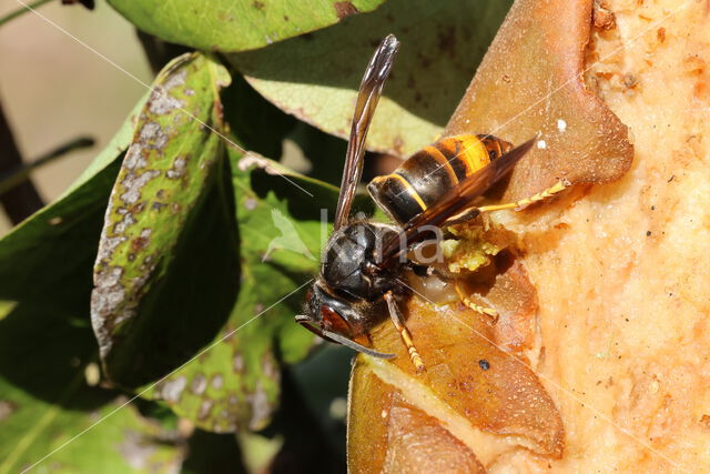 aziatische hoornaar (vespa velutina)