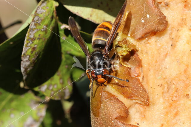 aziatische hoornaar (vespa velutina)