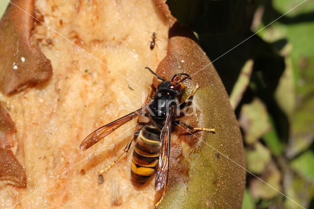 aziatische hoornaar (vespa velutina)