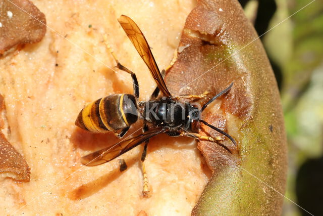 aziatische hoornaar (vespa velutina)