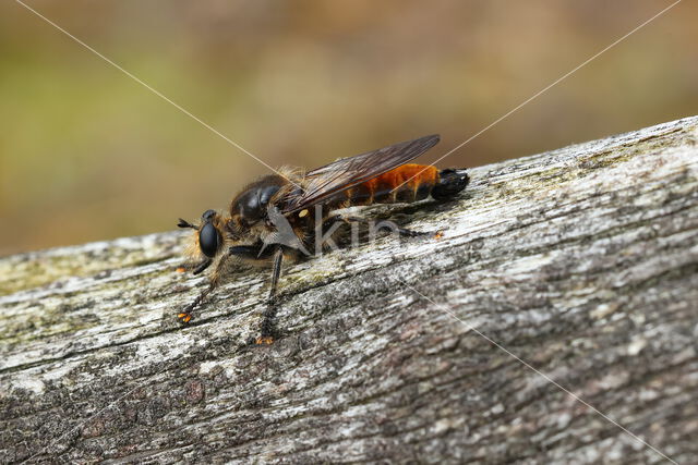 gouden dennenstamjager (choerades ignea)