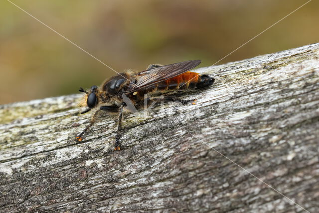 gouden dennenstamjager (choerades ignea)