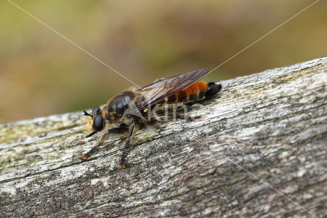 gouden dennenstamjager (choerades ignea)