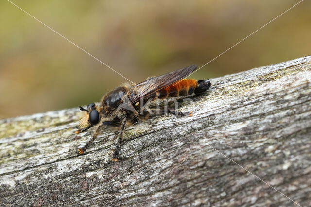 gouden dennenstamjager (choerades ignea)