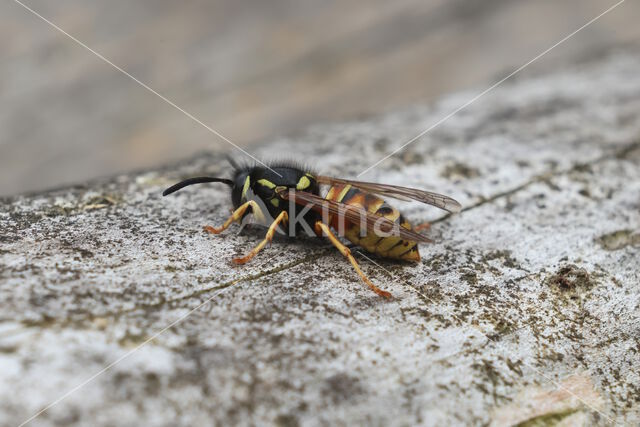 Rode Wesp (Vespula rufa)