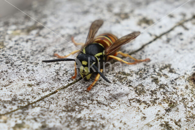 Rode Wesp (Vespula rufa)