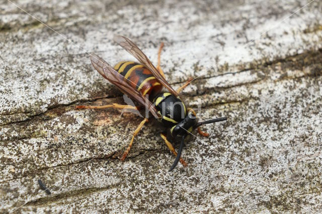 Rode Wesp (Vespula rufa)