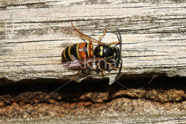 Rode Wesp (Vespula rufa)