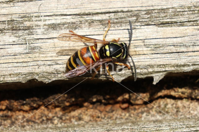 Rode Wesp (Vespula rufa)