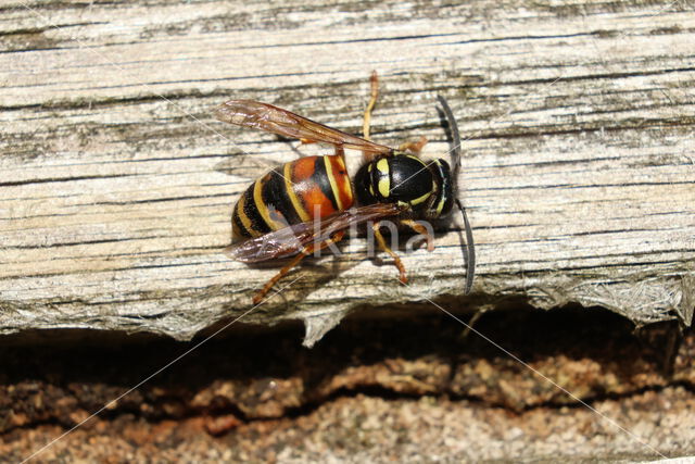 Rode Wesp (Vespula rufa)