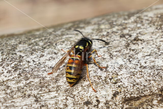 Rode Wesp (Vespula rufa)