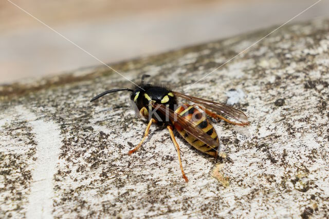 Rode Wesp (Vespula rufa)