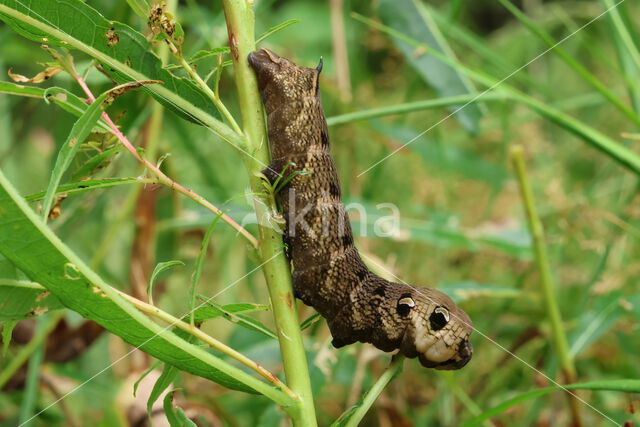 Elephant Hawk-moth (Deilephila elpenor)