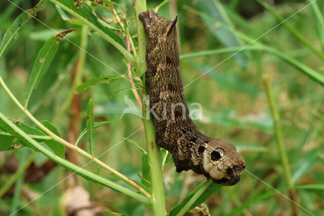 Elephant Hawk-moth (Deilephila elpenor)