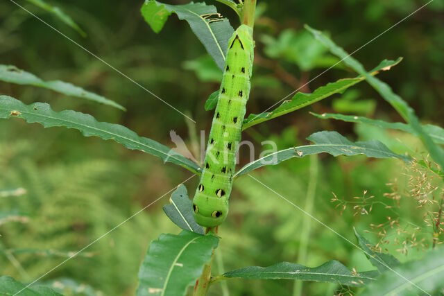 Elephant Hawk-moth (Deilephila elpenor)